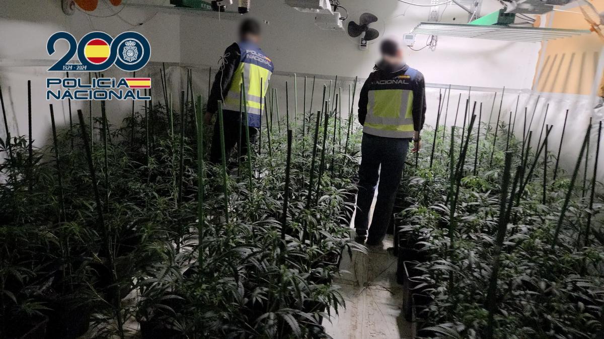 Los agentes inspeccionan la plantación ilegal