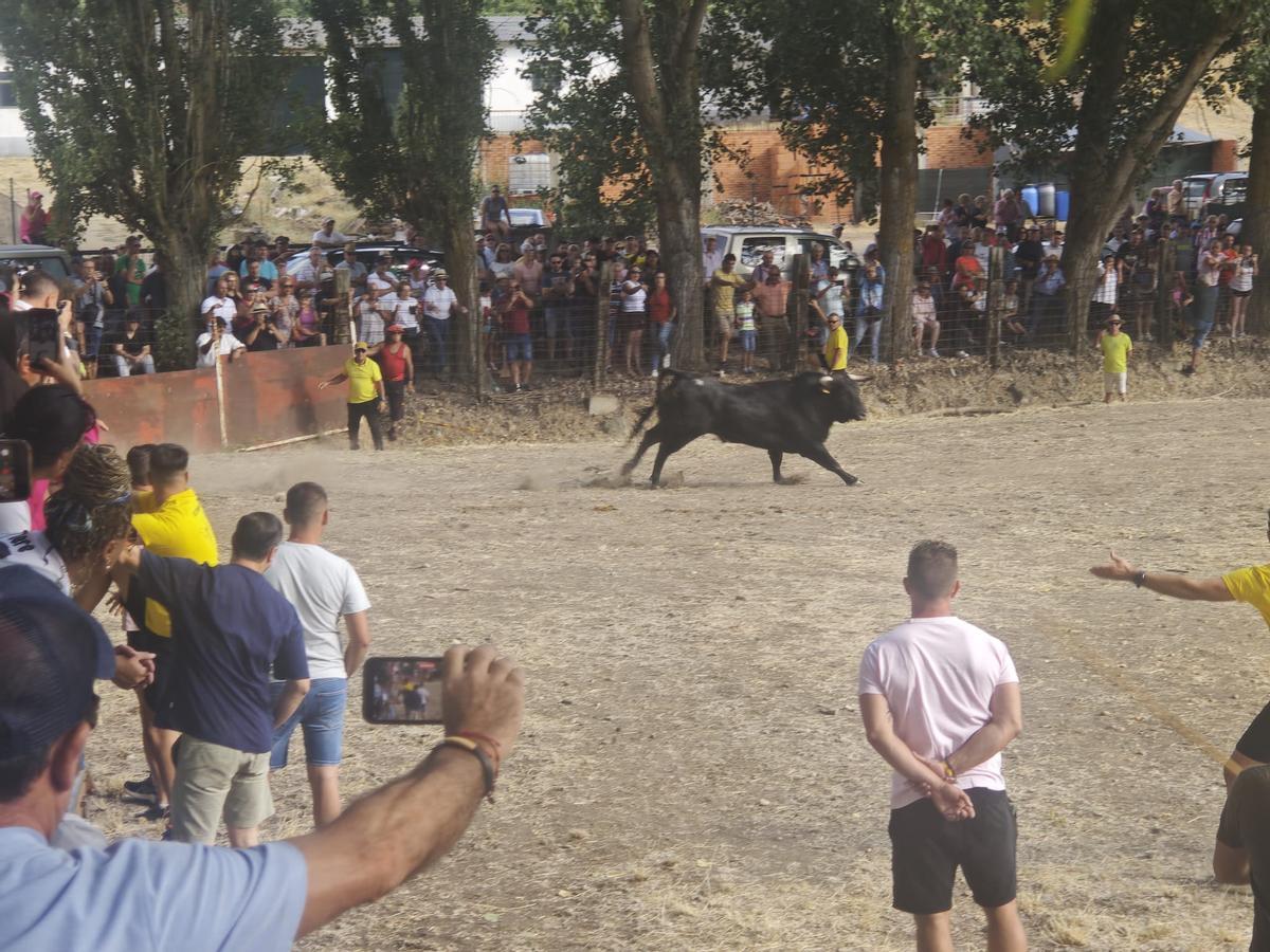 GALERÍA | El encierro de Villamor de los Escuderos en imágenes GALERÍA | El encierro de Villamor de los Escuderos en imágenes