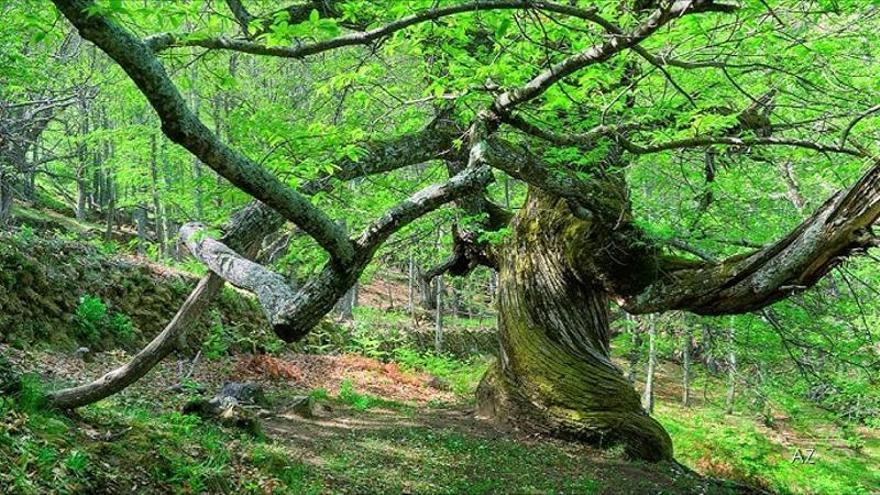 Entre 500 y 800 años: los castaños centenarios de Segura de Toro que cautivan a los visitantes en primavera