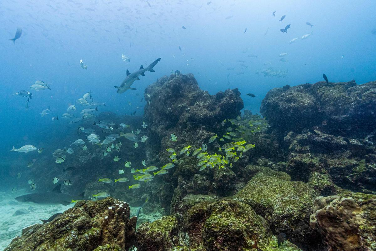 El 11 de marzo de 2024, Greenpeace instó a los gobiernos a ratificar un tratado de la ONU para la protección de los océanos para permitir la creación de una primera área marina protegida del mundo en alta mar alrededor del famoso archipiélago de Galápagos en Ecuador