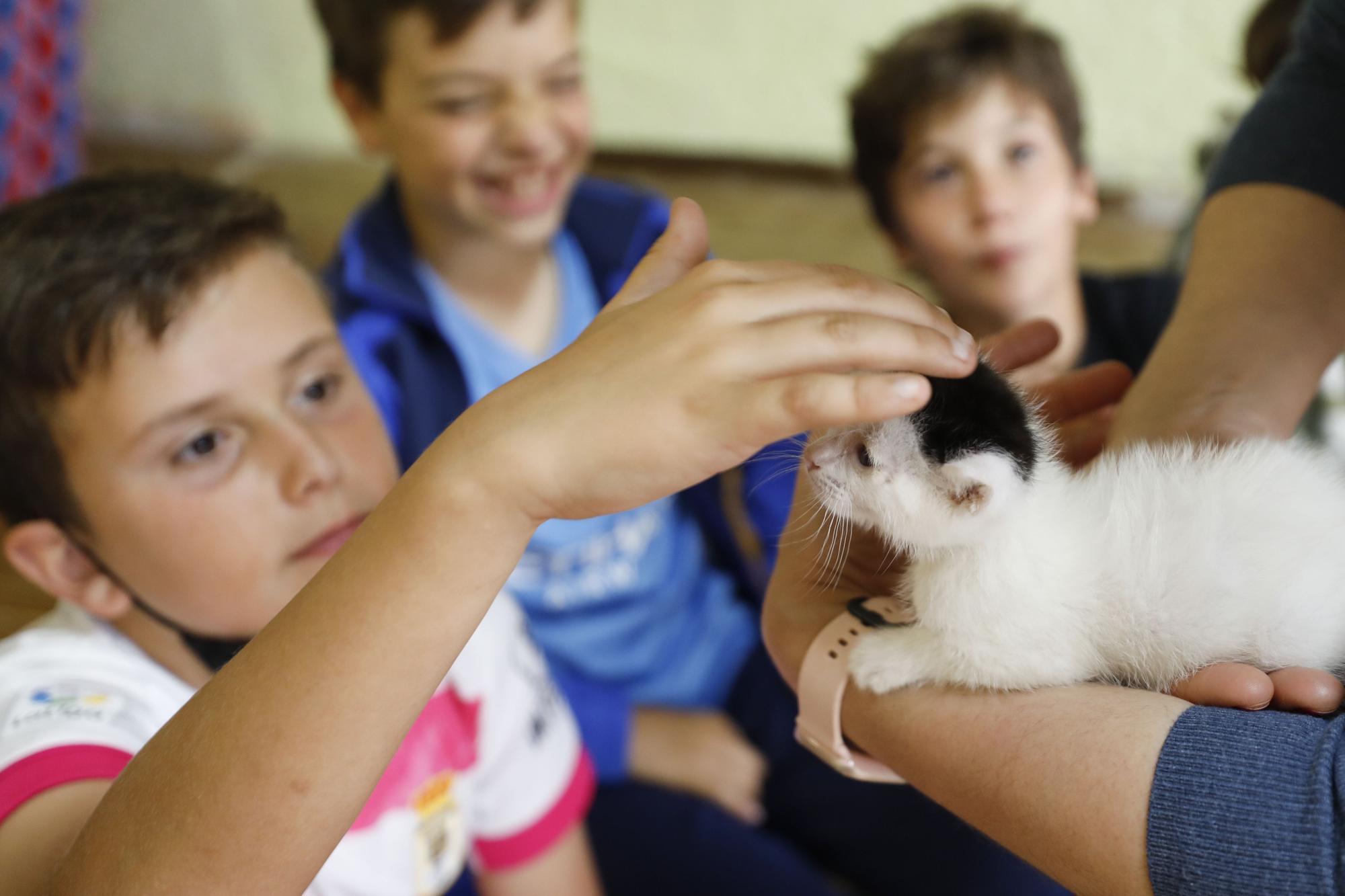 El Albergue de Animales visita a los niños del Gesta