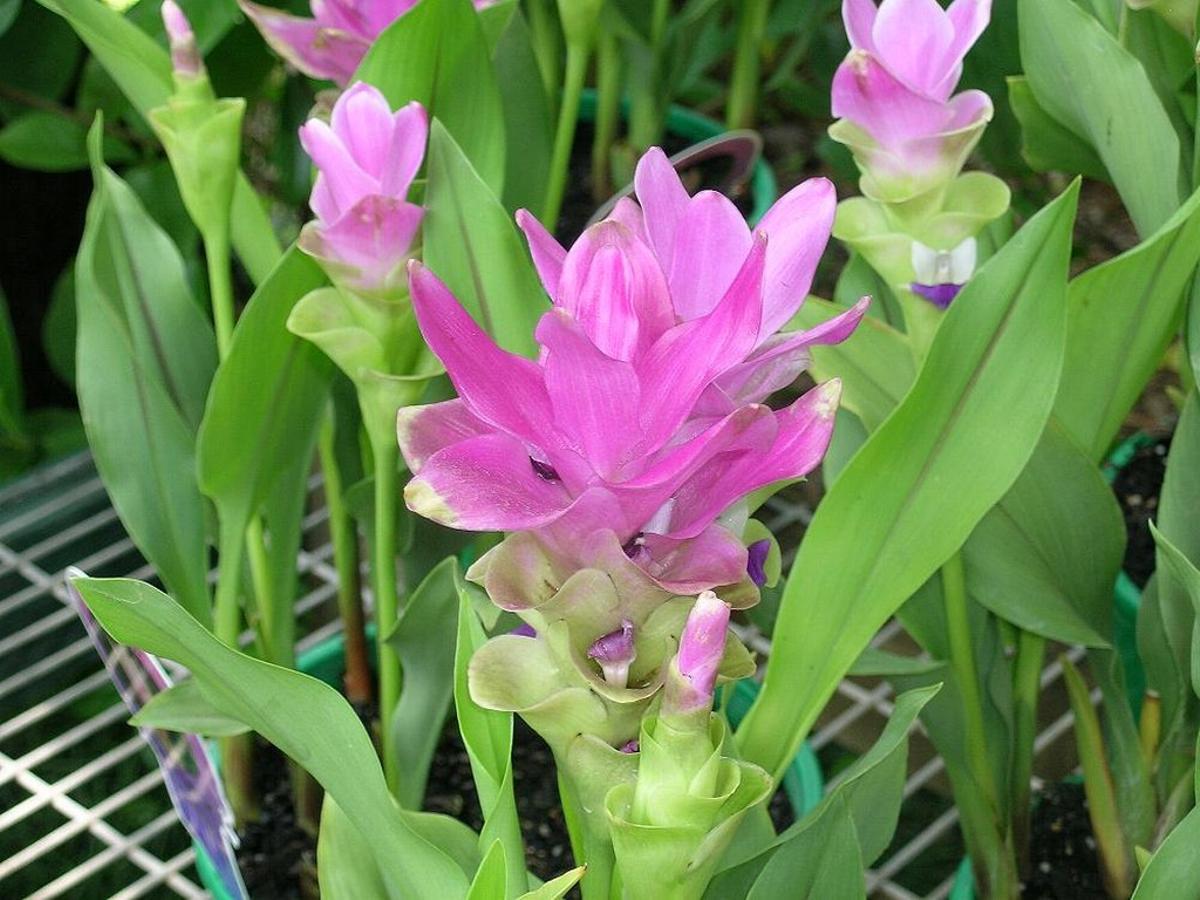 La flora también es muy importante en el Mariposario de Benalmádena