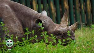 Fausta, la rinoceronte más longeva del mundo, en Tanzania.