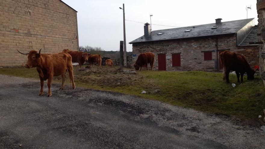 Más de 40 vacas mostrencas ponen en jaque a un pueblo de Zamora de 13 habitantes