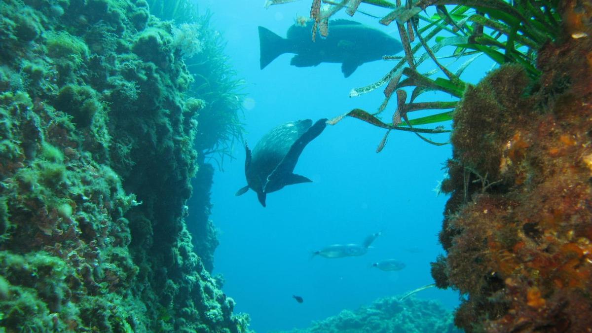 El Mediterráneo acoge especies marinas y flora de gran valor en lo cañones submarinos de la provincia