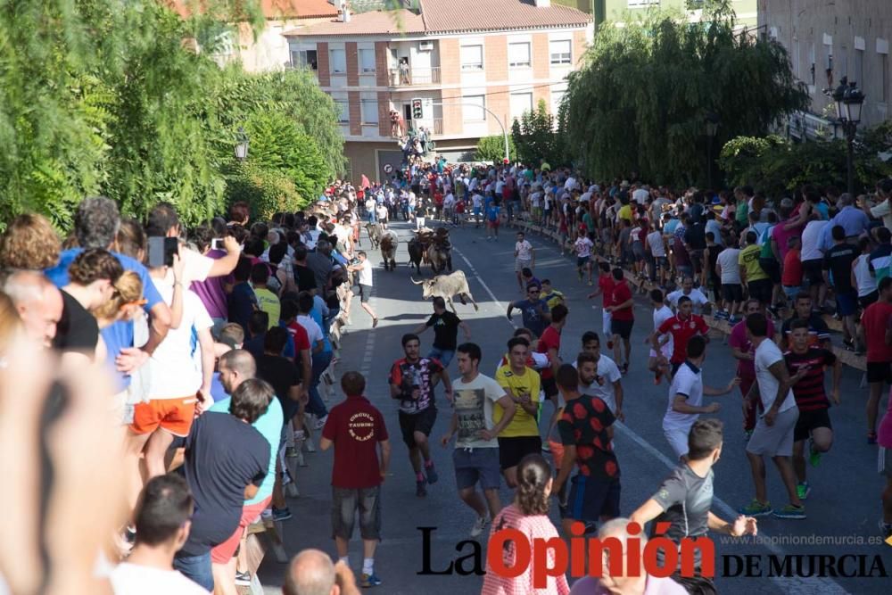 Última suelta de vacas en Moratalla