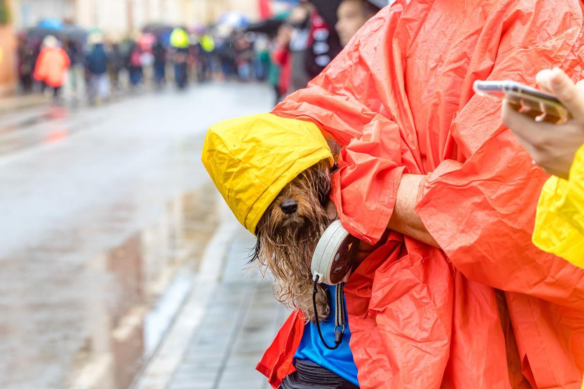 La Policía Local ha estimado una asistencia de cerca de cien mil peregrinos que han acudido a la Santa Faz. Un tercio de los 300.000, que siempre según el Ayuntamiento, hicieron la Santa Faz en 2019, la última edición antes de la pandemia.