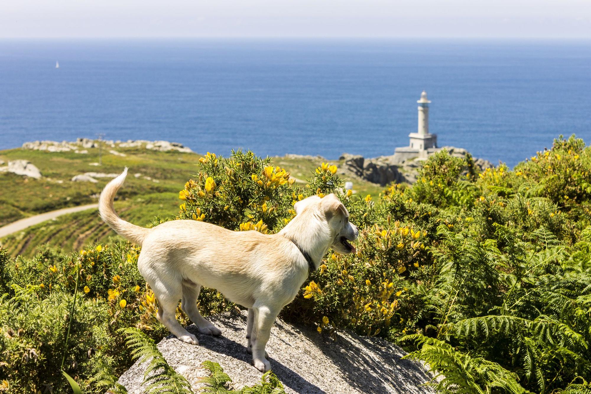 En busca de playas caninas en Galicia.