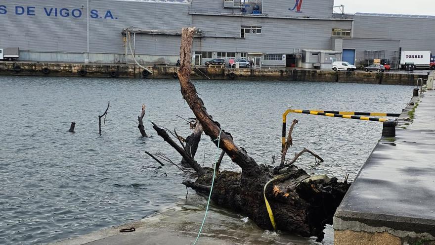 &#039;Pescan&#039; en Bouzas un árbol de grandes dimensiones: &quot;Si pilla un barco lo echa al fondo&quot;