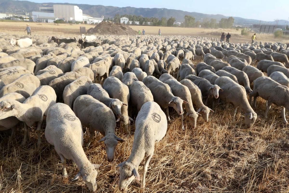 Las ovejas, a su paso por Córdoba