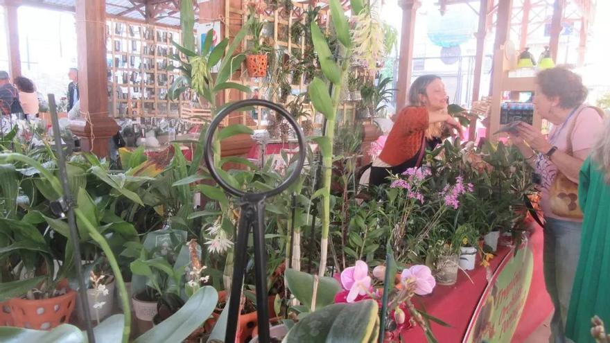 Burjassot celebra la IV Feria Internacional de la Orquídea