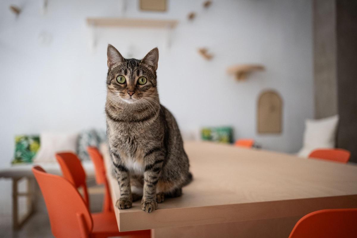 La gatería en Santa Cruz