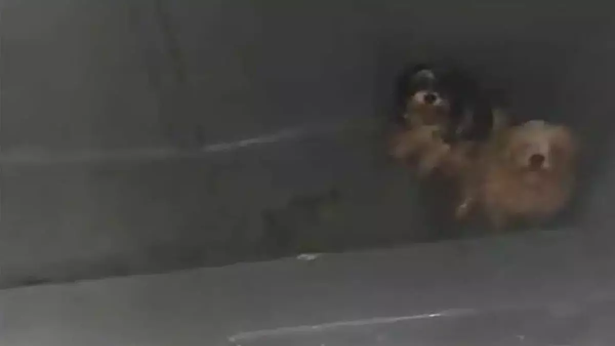Tiran a dos perros al contenedor en plena ola de calor en Canarias