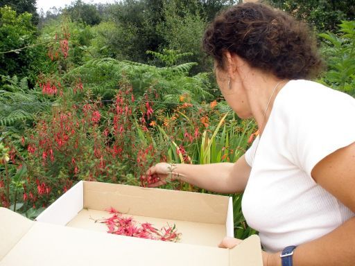 Carolina recolectando flores de su huerto para las lámparas.