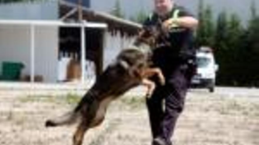 Un dels gossos de la unitat canina de la policia de Girona.