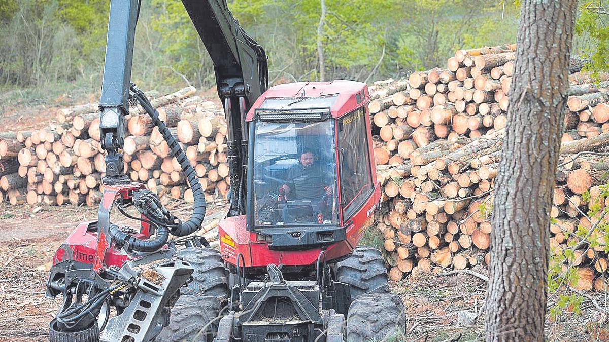 Tala de pinos en montes de Lugo, entre las zonas afectadas. | E. P.