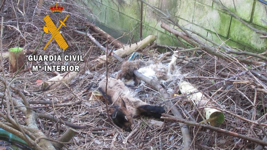 Uno de los cadáveres de cabra encontrados en la finca abandonada de La Caridad.