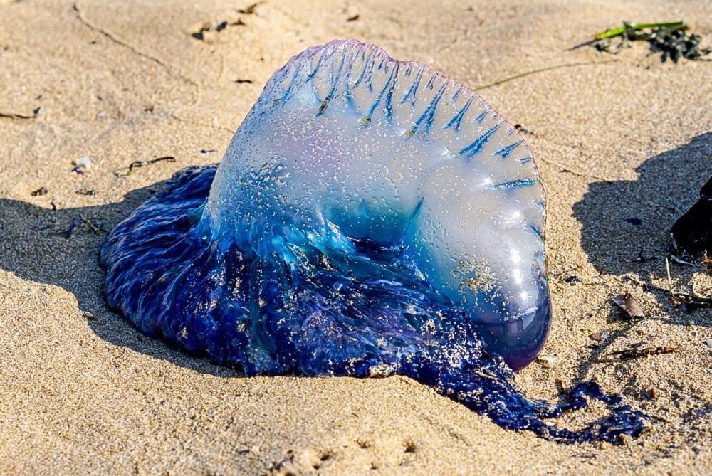 Es un animal marino propio del Atlántico.