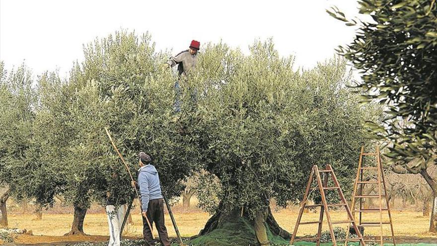 La Generalitat investigará si los olivos a la venta están protegidos