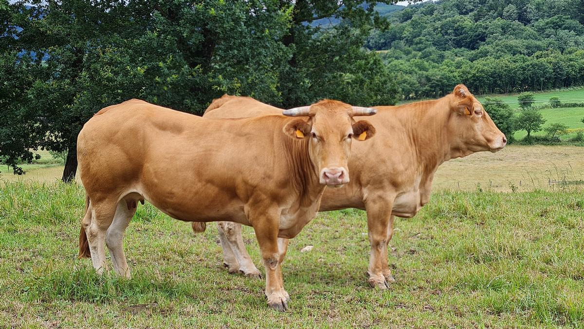 Vacuno de carne en Galicia