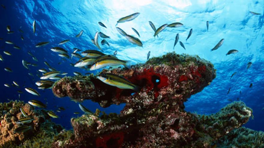 Vida submarina en El Hierro.