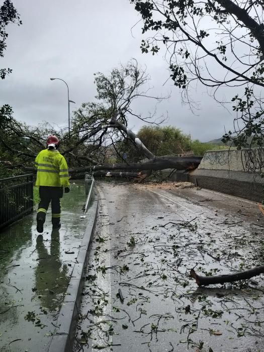 Los bomberos han tenido que actuar en el Camino de Casabermeja tras caer un árbol de grandes dimensiones a la calzada.