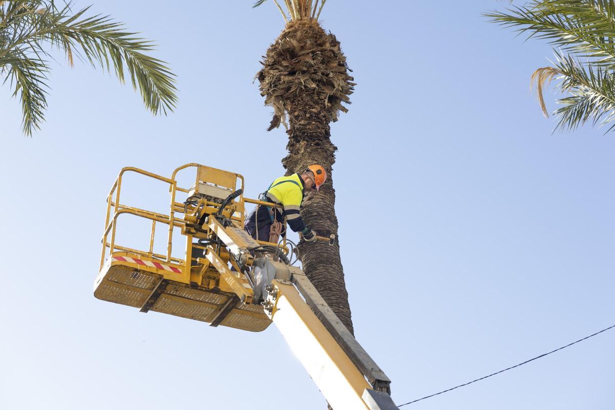 Comprobación de los operarios de la contrata de parques y jardines de los ejemplares de palmera para descartar que estén afectados por la plaga de picudo. La máquina que se obaserva en la imagen es la que se ha incendiado