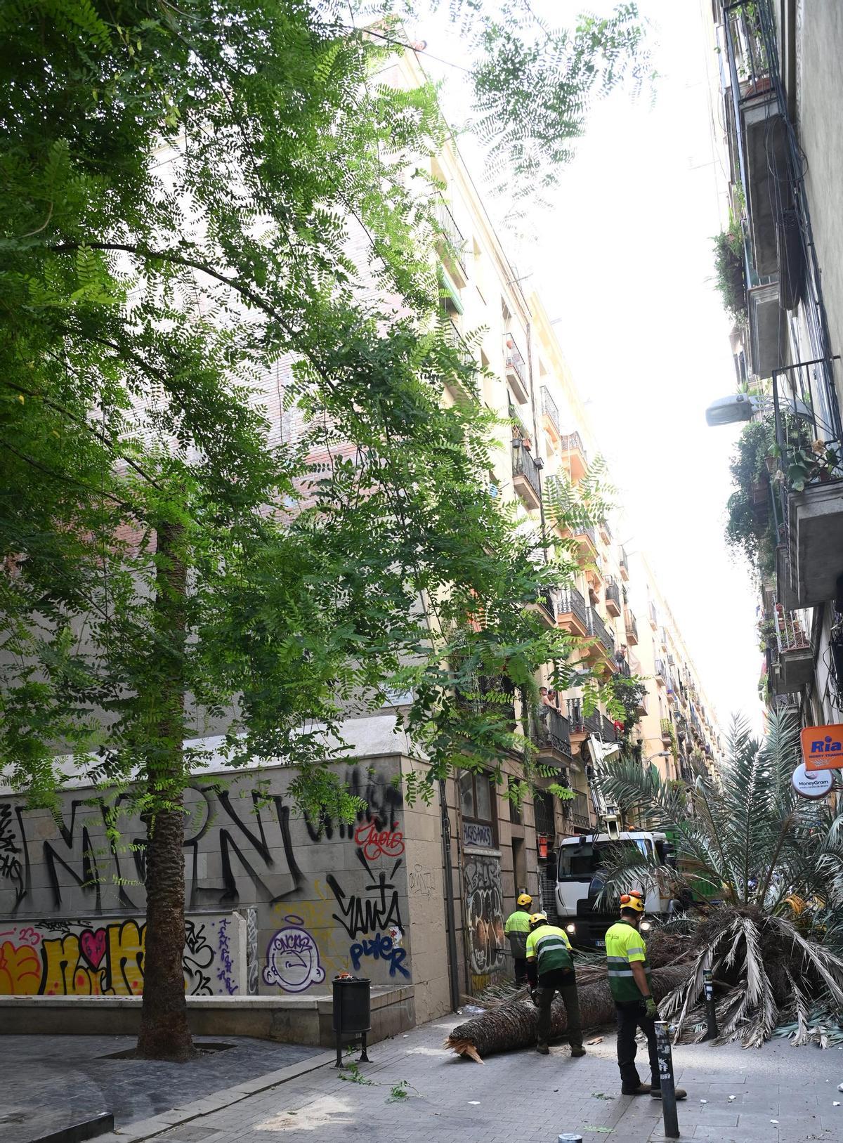Muere una mujer al caerle encima una palmera en el Raval de Barcelona