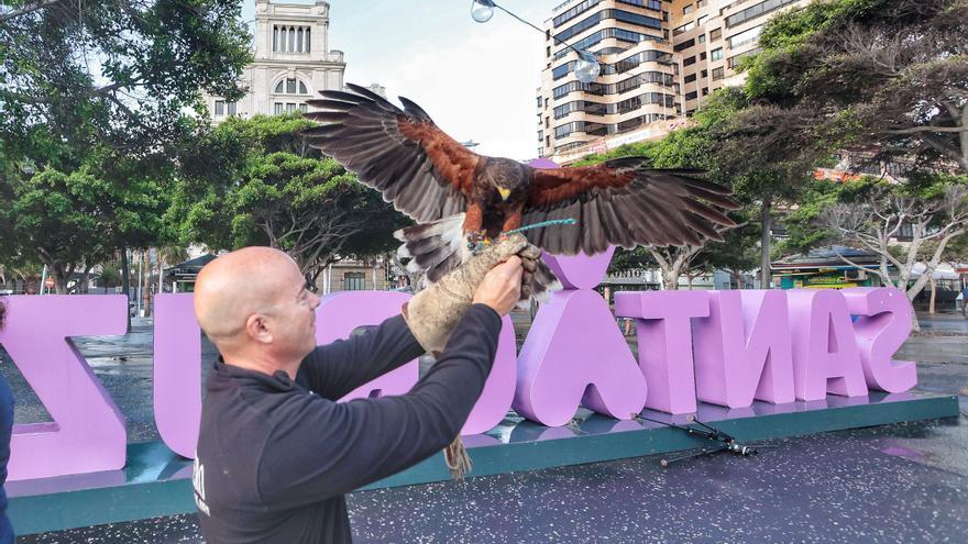 Suelta de un halcón en Santa Cruz para espantar palomas