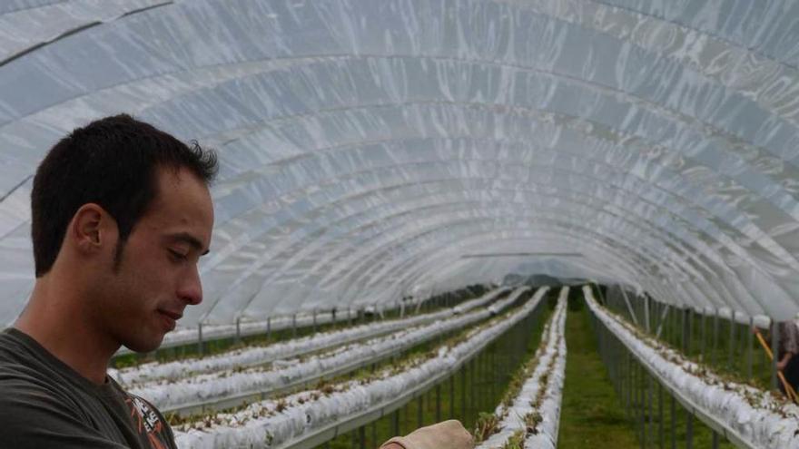 Jairo Álvarez, en su plantación de fresas hidropónicas de Morcín, que recibió ayudas del programa &quot;Leader&quot;.