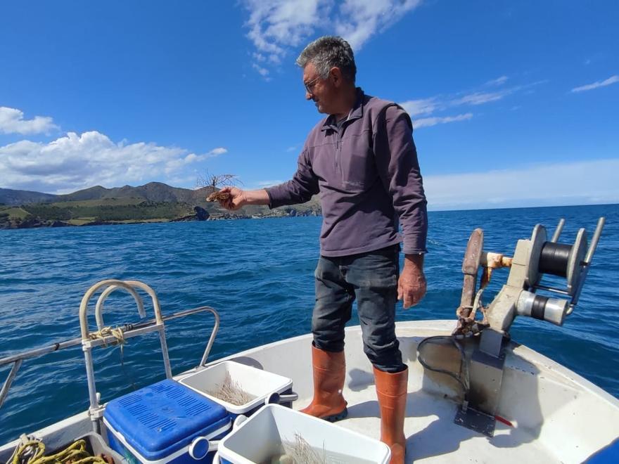 Cientos de corales y esponjas son devueltos al mar por los pescadores que las atraparon en sus redes