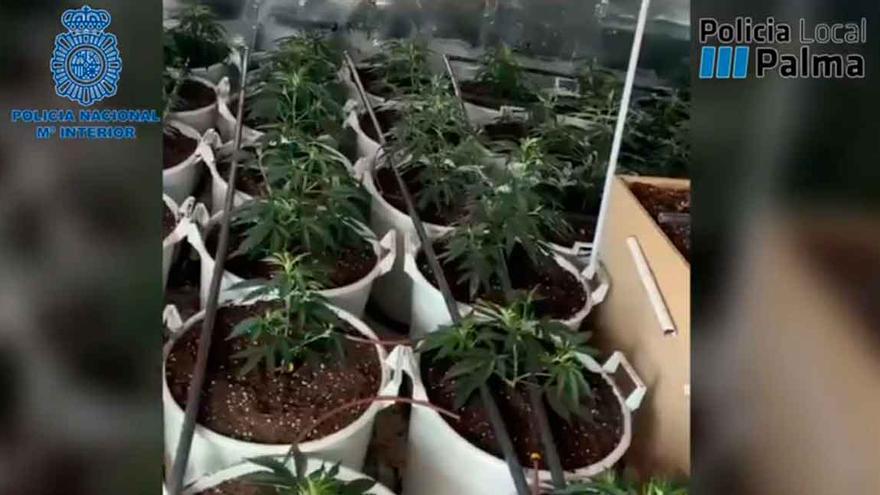 La Policía desmantela una plantación de marihuana en un trastero en Establiments