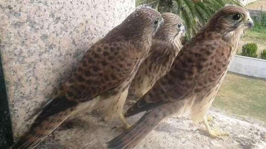 Tres pollos criados en el macetero de una ventana, en 2015. // PIO