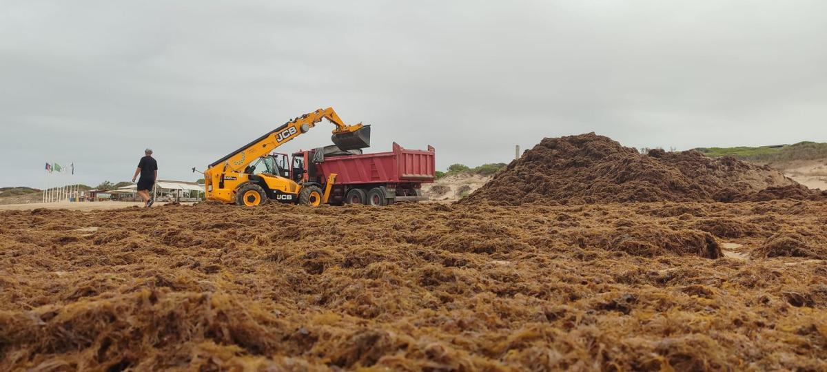 Imagen de una grúa retirando algas de una playa en Rota.