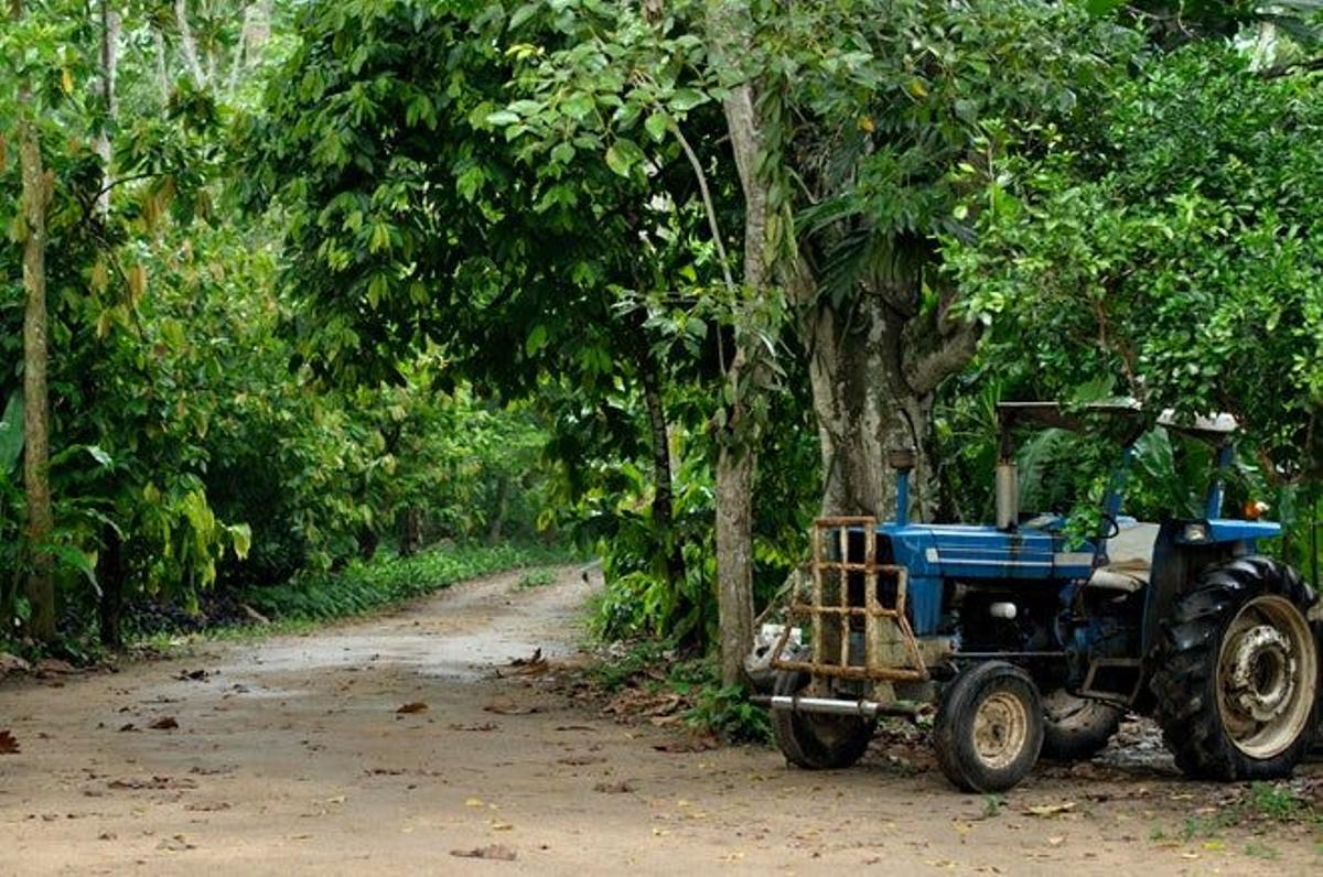 Ruta del cacao en Tabasco