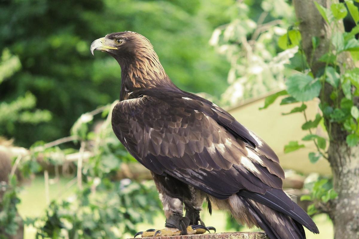 Ejemplar de águila real