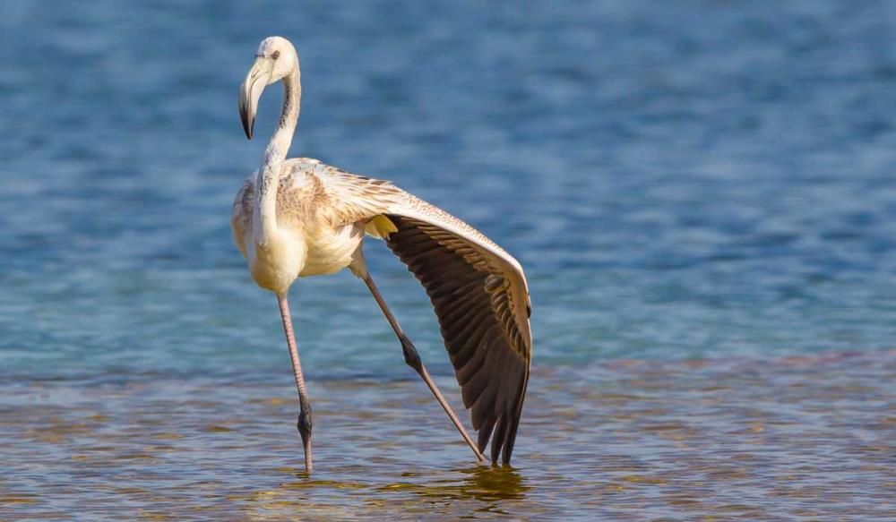 La recuperación de las salinas en Formentera