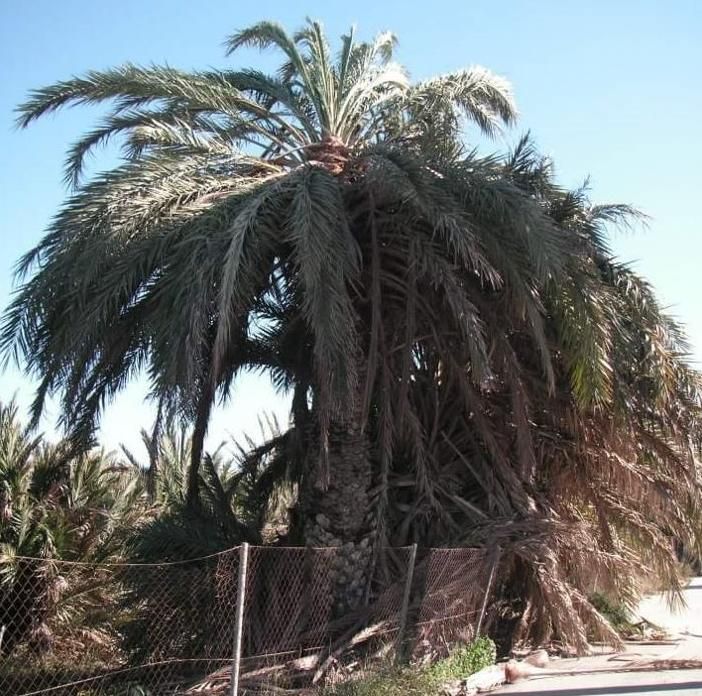 Palmeras con picudo en una imagen de los vecinos tomada en 2013 en el huerto ahora incendiado junto a la Vereda de Sendres, en Elche