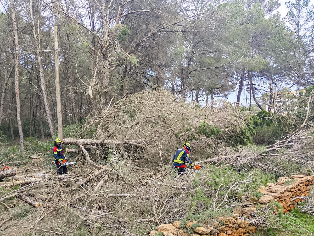Agentes de los Bomberos de Formentera retirando un pino caído