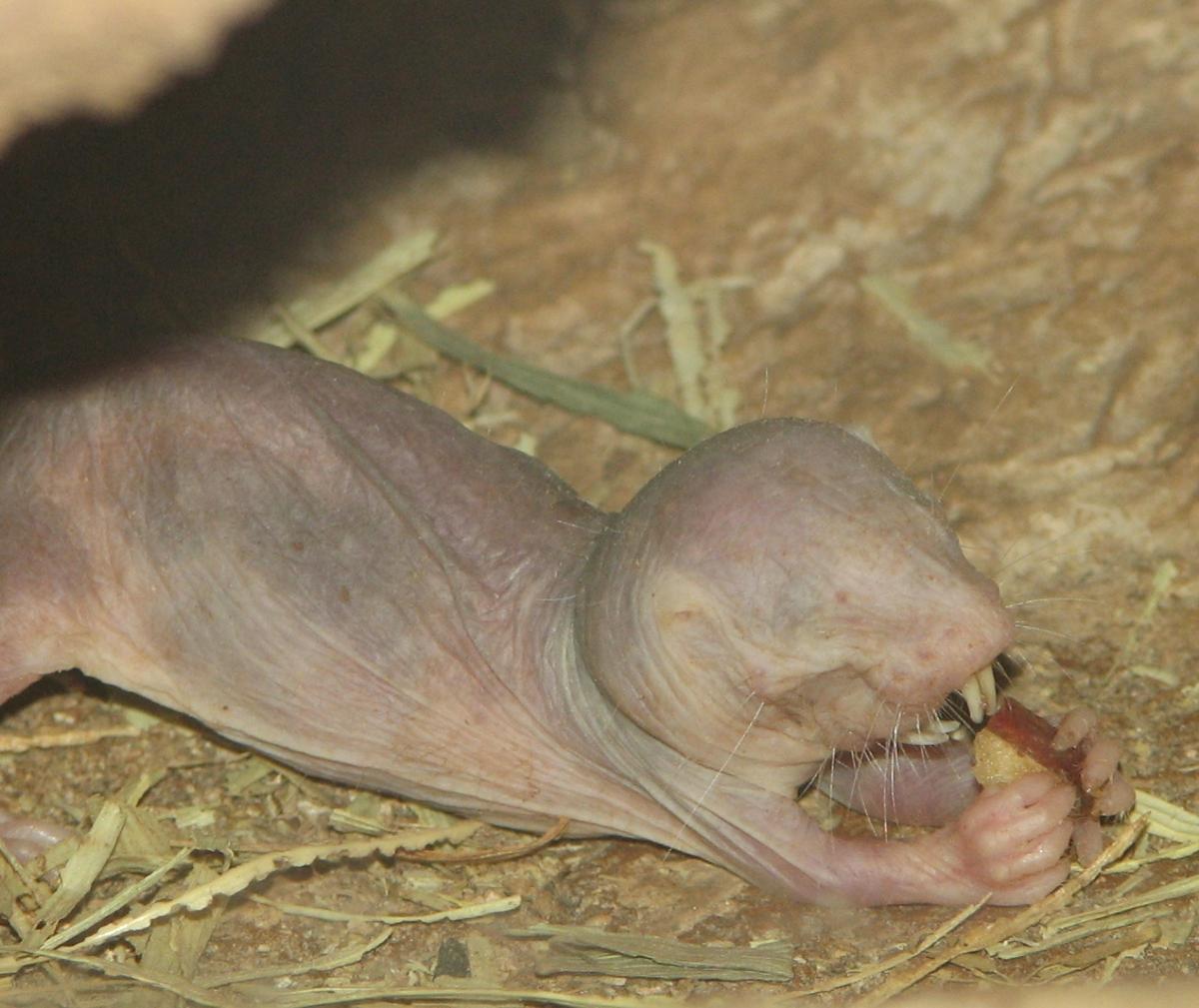 Una rata topo desnuda alimentándose.