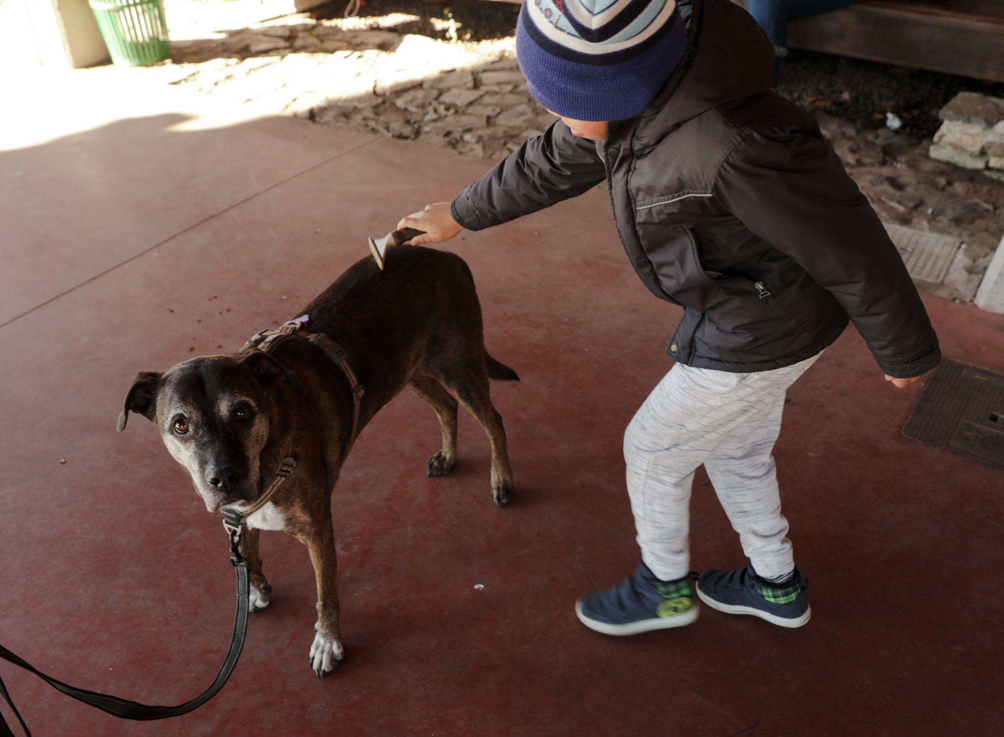 En imágenes: Terapia canina para poner en marcha el plan piloto para niños con necesidades especiales