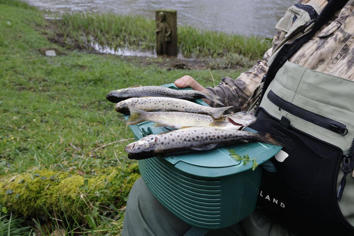 La pesca fluvial en Galicia arranca con 48.500 licencias en vigor