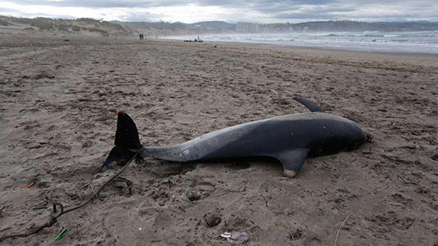 Nuevo delfín muerto en una playa castrillonense
