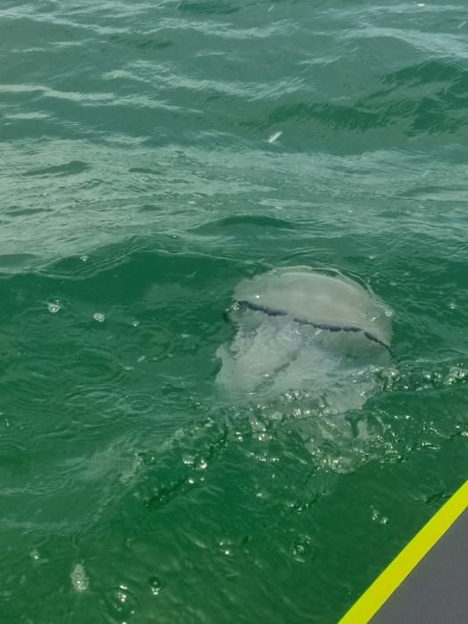 Avistan decenas de medusas en la playa de El Saler