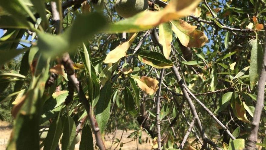 La Junta impulsará la deteción precoz de la bacteria Xylella Fastidiosa en Córdoba