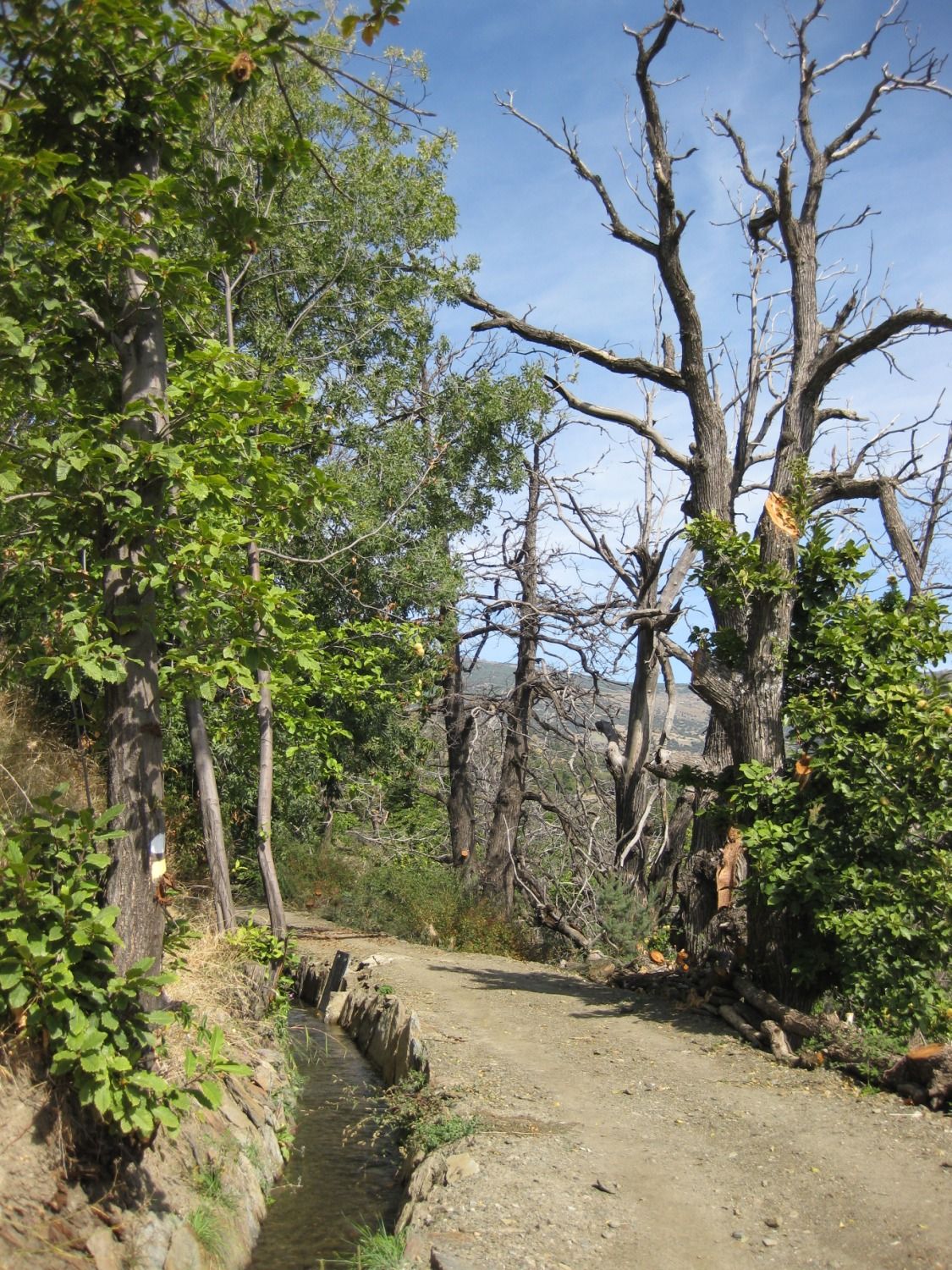 El sendero de las acequias en Mecina Bombarón