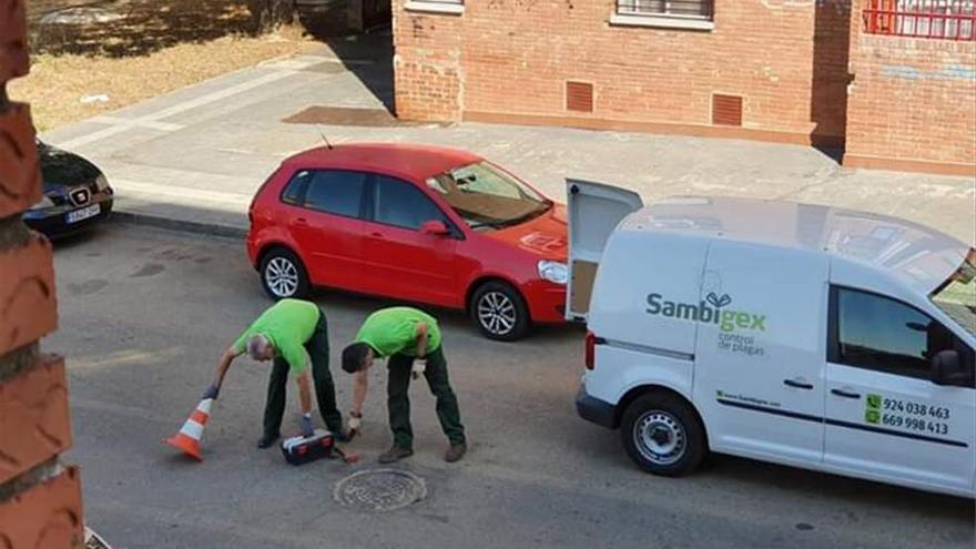 El Ayuntamiento de Badajoz actúa contra la plaga de ratas en Suerte de Saavedra