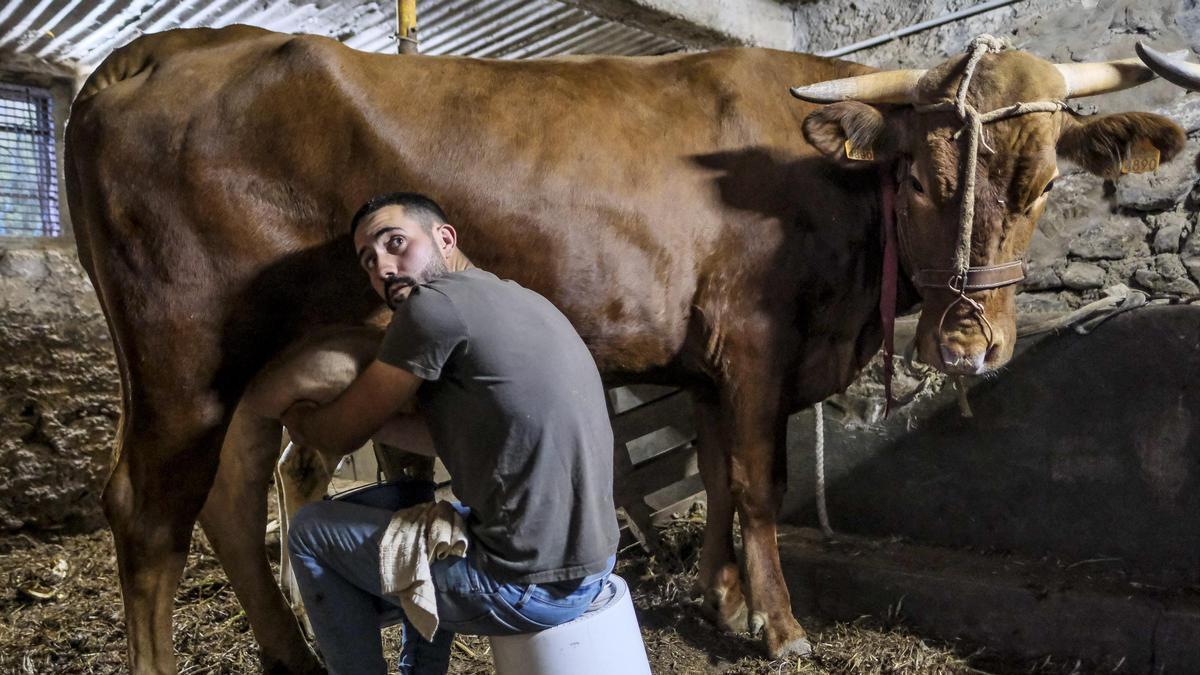Reportaje a un joven ganadero que tiene finca con animales en Valleseco, foto de archivo
