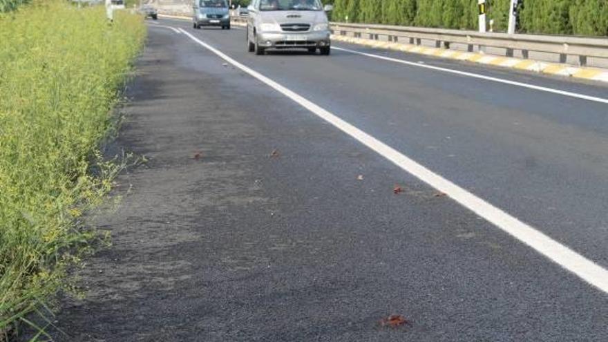 La plaga del cangrejo americano ya es visible hasta en las carreteras