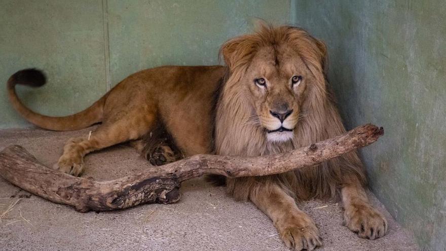 Lubango, el nuevo león de Bioparc, ya está en Valencia